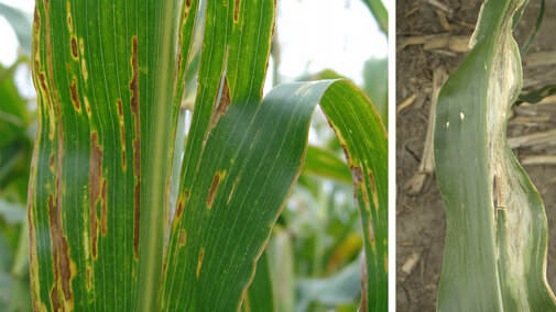 Bacterial leaf streak and Goss's wilt
