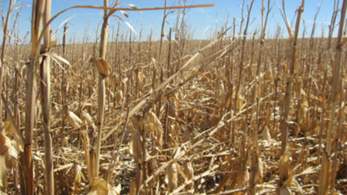 Downed corn leading to harvest complications in 2012