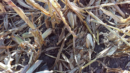 Figure 1. It's likely that a combination of factors this year led to weakened corn ear shanks, large ears, and stalk and ear rots which together may have contributed to increased ear dropping.