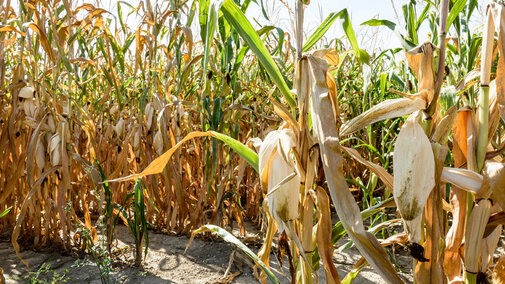 Drought-stressed corn