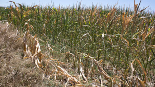 drought stressed corn