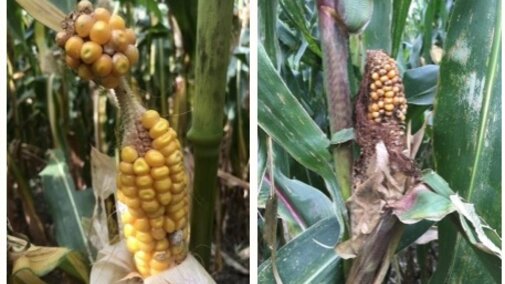barbel ear and short husk deformations in corn