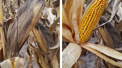 Figures 1a and b. Growth of fungi feeding on dead/decaying tissue and their black spores on corn husks (a) (and other plant parts) may give it a dark, dusty appearance, especially during harvest. The ear itself is usually unaffected by these fungi (b). 
