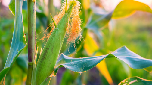 ear of corn on stalk
