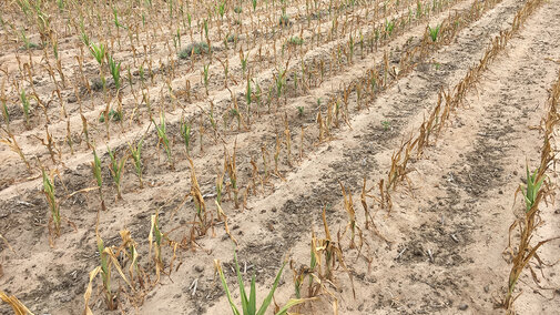 Figure 1. Field of early-planted corn that burned up due to drought conditions during the early season in 2017. (Photo by Strahinja Stepanovic) 