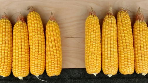 Figure 1. Variation in kernel setting in corn in Iowa. (Photo by Mark Licht)