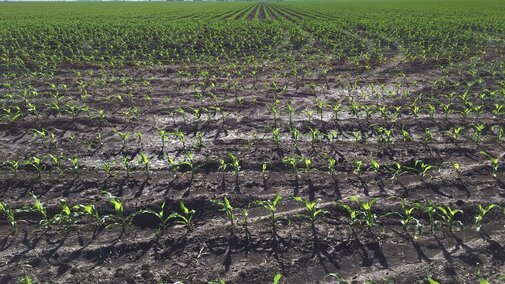 Early planted corn field in the Platte River Valley near Fremont