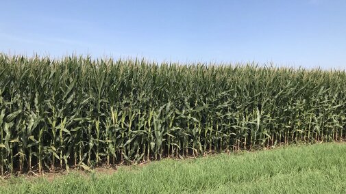 Corn field