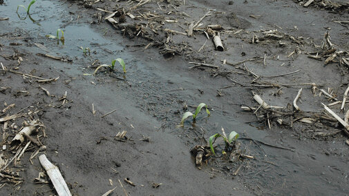 Part of a row of corn struggling to survive