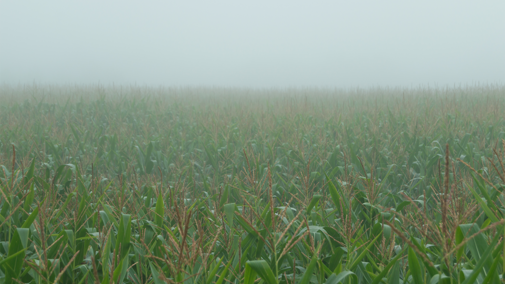 corn field under heavy fog