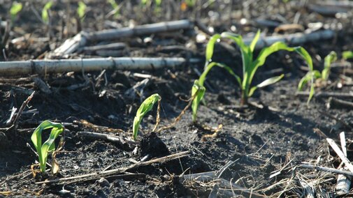 Frost-damaged corn