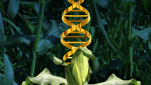 corn genetic illustration