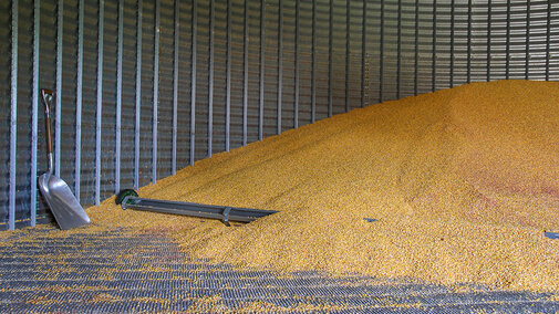 Corn piled into back of grain bin with shovel resting against wall