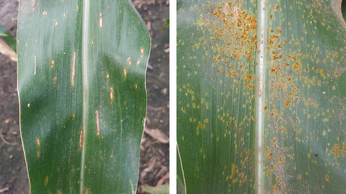 Gray leaf spot (left) and southern rust (right) in corn