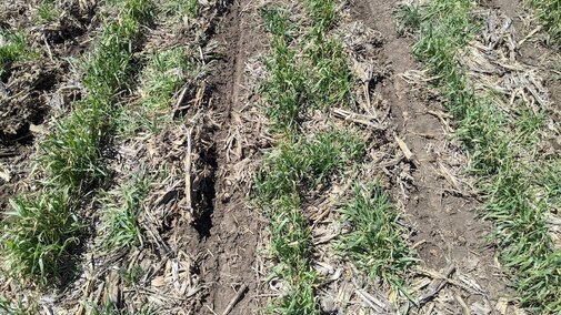 Corn Green Cereal Rye