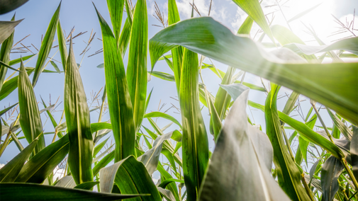 corn from ground view