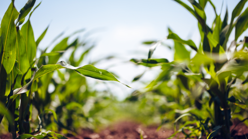 Corn field