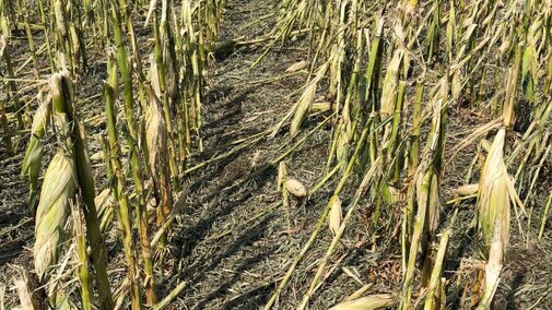 Hailed corn field