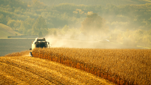 Combine harvesting corn field