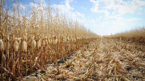 Corn field during harvest