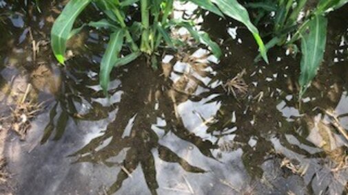 Corn in 1/2 inch of standing water