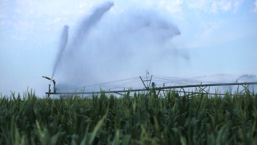 Irrigating corn