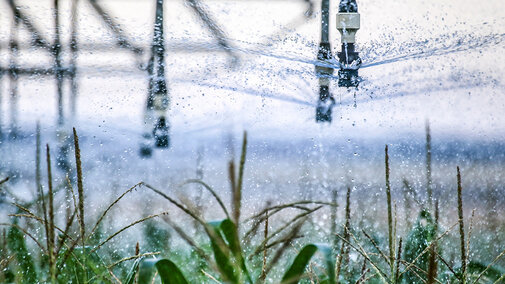 Corn under pivot irrigation