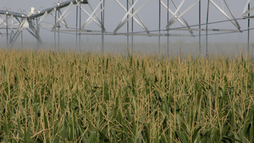 Corn field receiving irrigation in late season