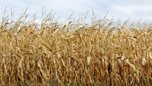 Field of mature corn