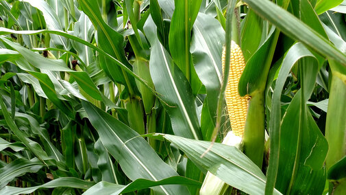 A corn field at mid-grain filling near Atkinson, Nebr. (Photo courtesy of Nicolas Cafaro La Menza and Mariano Hernandez; taken August 10, 2016).