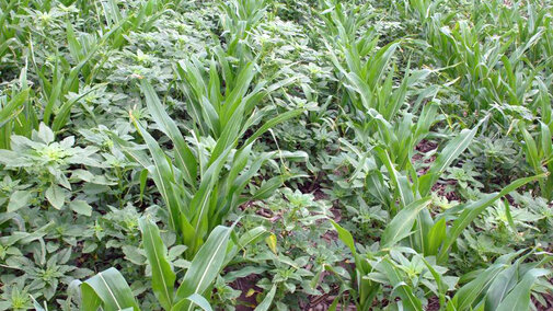 palmer amaranth in corn