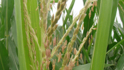 Corn pollen shed