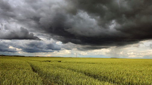 Rainstorm over cornfield