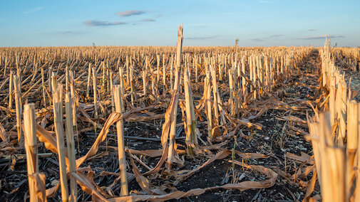 Corn field after harvest with rows of dry stalk stubble and fallen leaves, viewed at ground level under a clear evening sky.