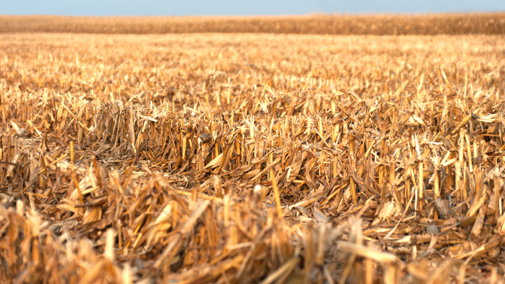 Corn residue field