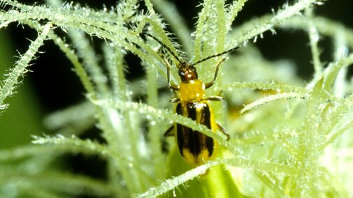 western corn rootworm beetle