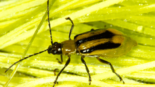 Corn rootworm