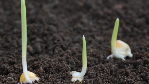 Corn seeds germinating in soil