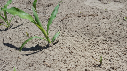 Inconsistent corn stand indicating possible seedling disease