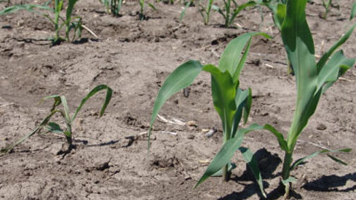 Corn seedling exhibiting disease symptoms 