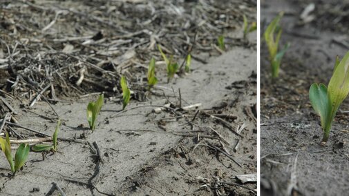 Freeze damage to corn seedlings