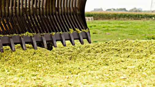 Pile of harvested corn for silage