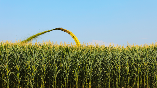 Corn silage harvesting