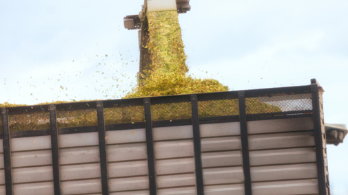 Loading corn silage 
