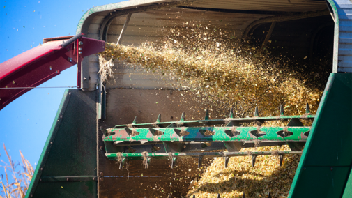 Loading corn silage after harvest