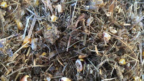 Corn silage