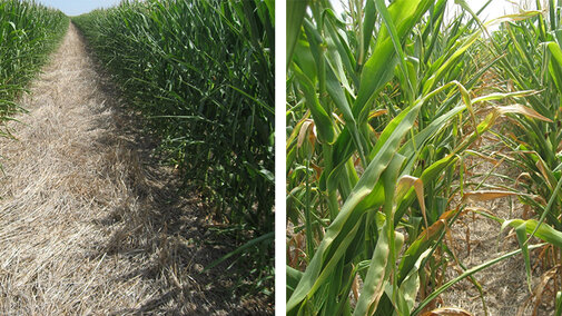 photos of skip-row corn trials