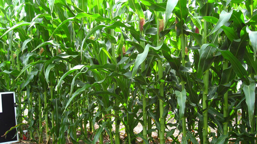 skip-row corn