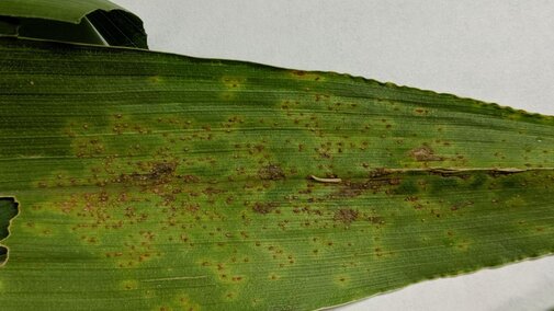 Southern rust on a corn leaf