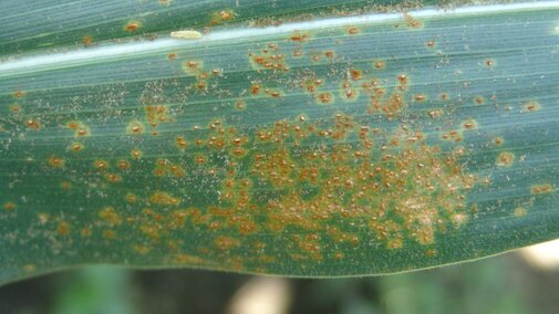 Southern rust pustules on a corn leaf